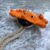 orange crab